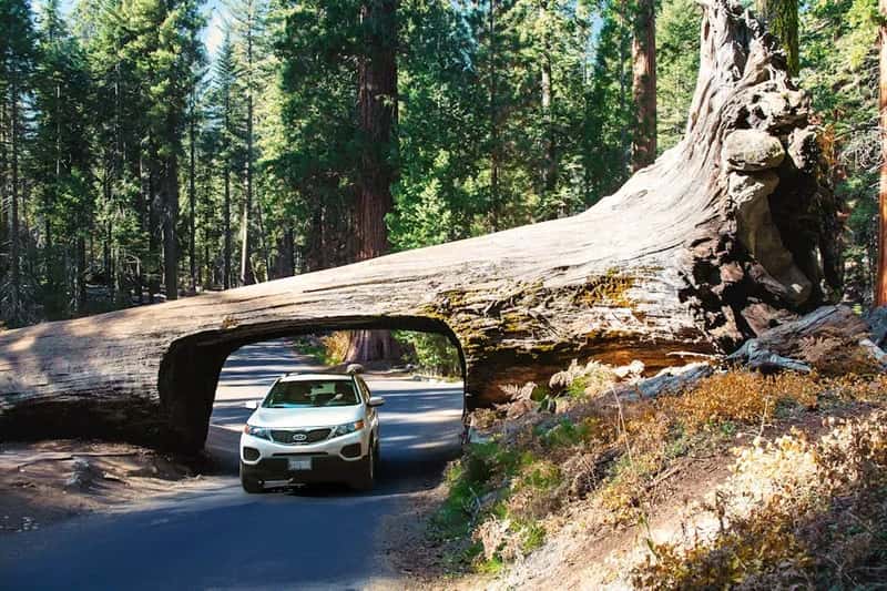 21. Sequoia and Kings Canyon National Parks, California (Image Credits: Pexels)