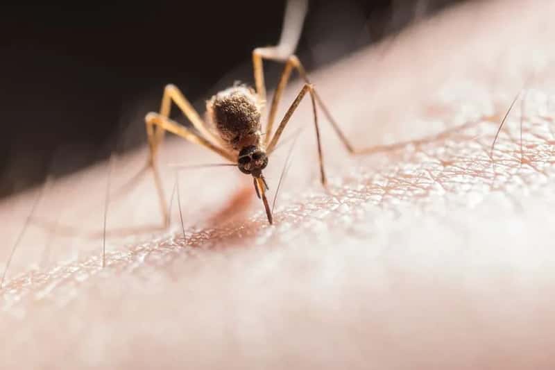Dengue Fever: A Disease That Wasn't Supposed to Be Here (Image Credits: Pexels)