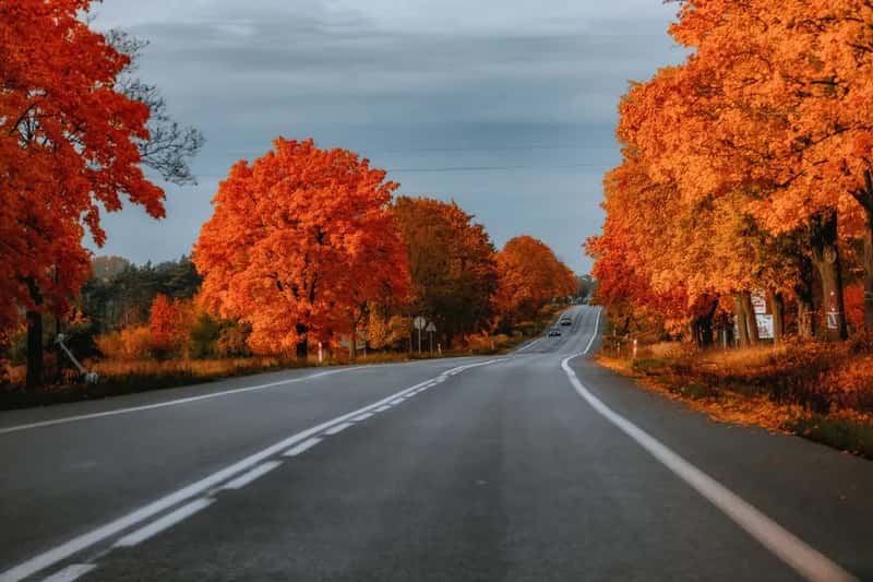 Autumn Does a Lot of the Work (Image Credits: Pexels)