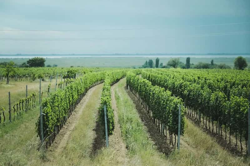 Moldova: Europe's overlooked wine country (Image Credits: Pexels)