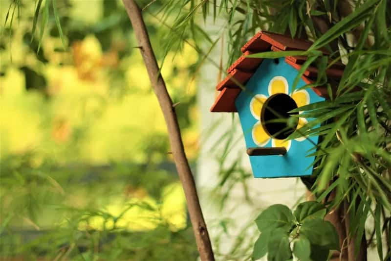 #8 - Clean Out the Nest Box After Every Single Brood (Image Credits: Unsplash)