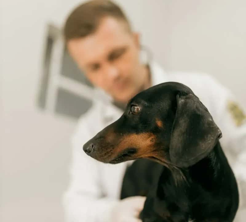 #2 - A Pre-Trip Vet Check and Updated Vaccinations (Image Credits: Unsplash)