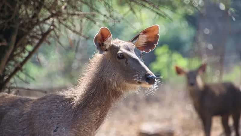 #8 - Treating Wildlife Like a Photo Op (Image Credits: Unsplash)