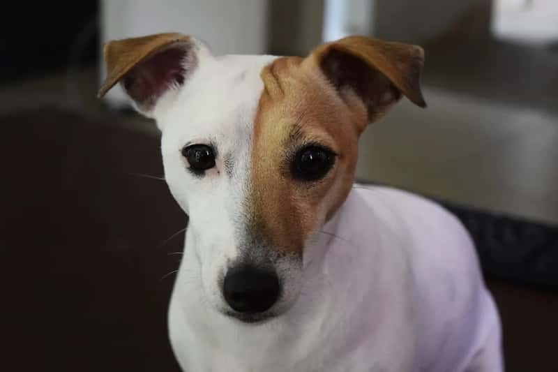 2. Basenji (Image Credits: Unsplash)