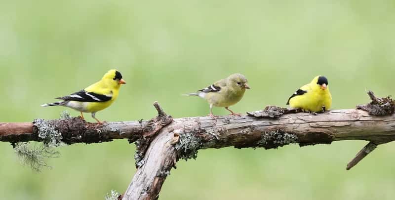 #2 - You Think the Goldfinches Are Gone, But They've Just Changed Color (Image Credits: Pixabay)