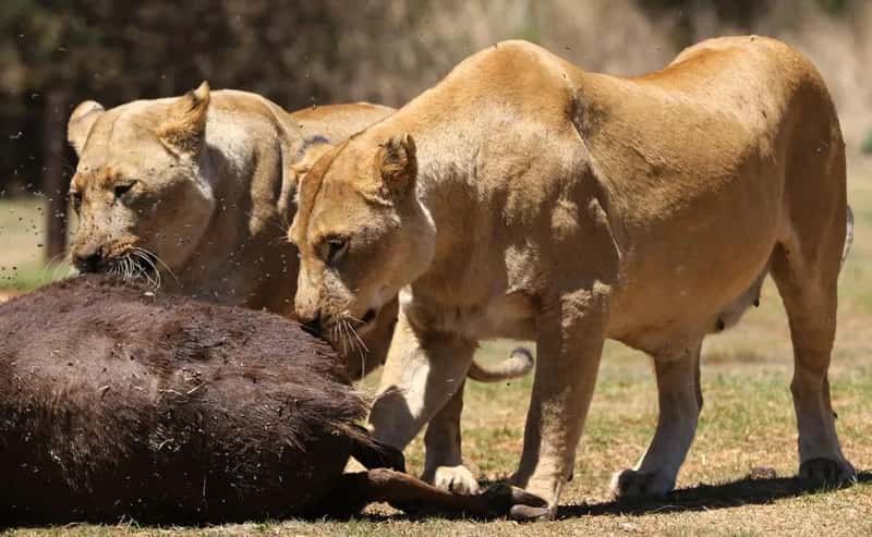 Poisoning and the Cost of Living Beside Lions (Image Credits: Pexels)