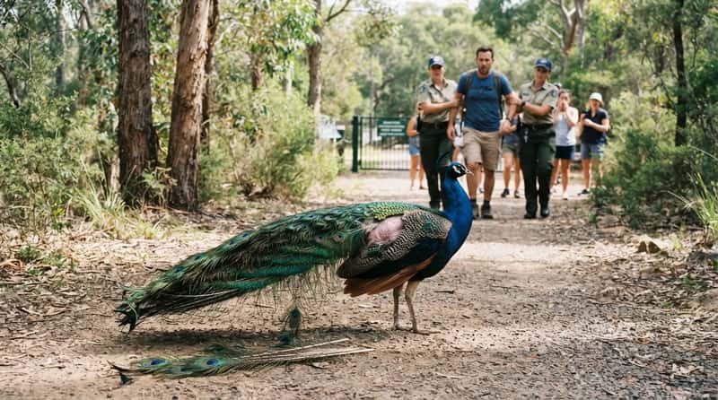 #1 - Plucking Feathers Off a Live Peacock for a Souvenir (Image Credits: Gemini)