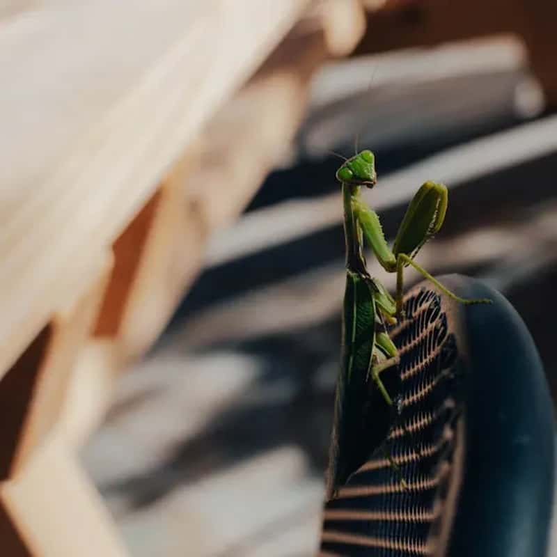 #13 - Praying Mantises Lurking Near Feeders and Flowers (Image Credits: Pexels)