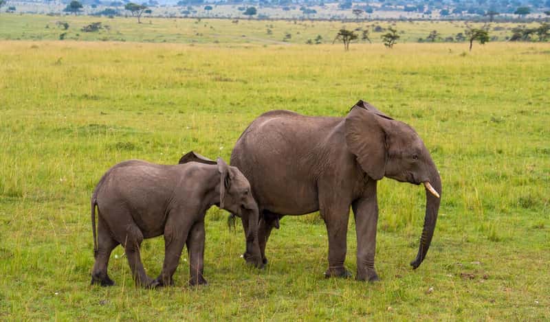 Elephant Calves in Kenya's Maasai Mara (Image Credits: Shutterstock)