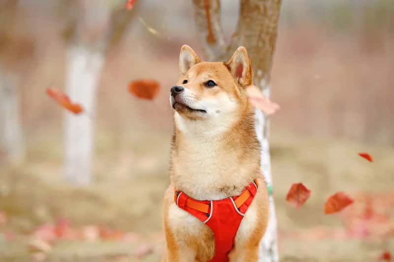 6. Shiba Inu (Image Credits: Unsplash)