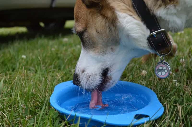 #17 - Collapsible Food and Water Bowls (Image Credits: Pexels)