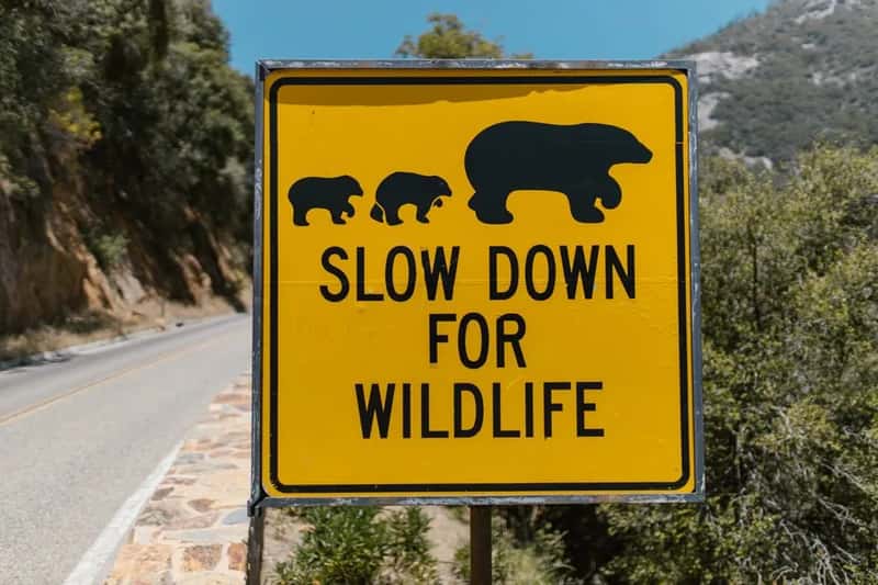 Give Wildlife Real Space (Image Credits: Pexels)