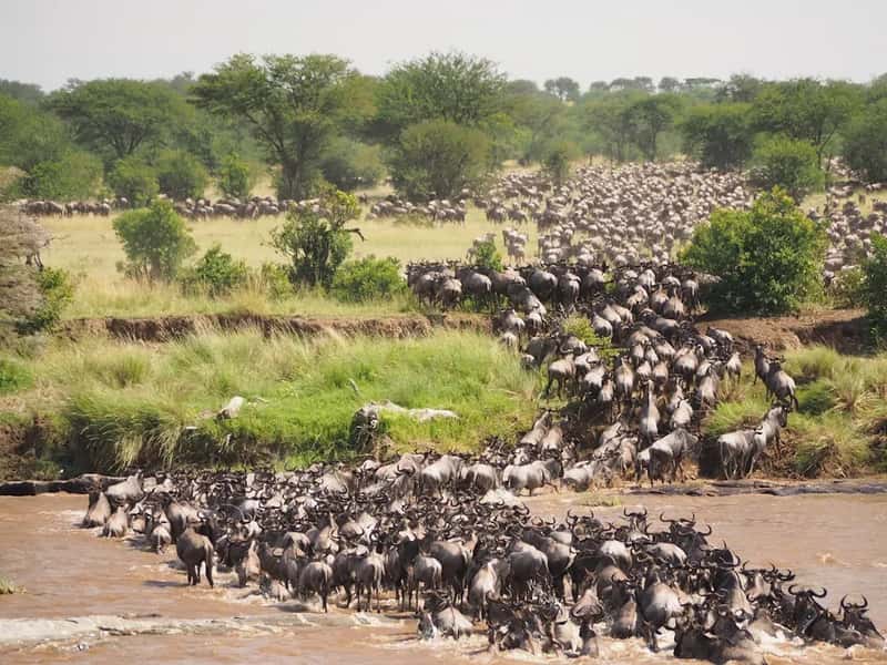 #21 - An African Safari During the Great Migration (Image Credits: Unsplash)