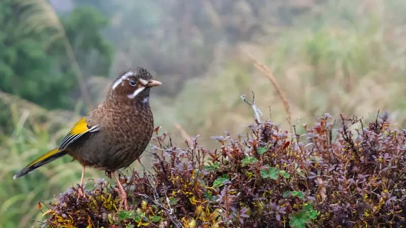 #6 - Wood Thrush: The Most Beautiful Bird Song in America, Fading Fast (Image Credits: Unsplash)