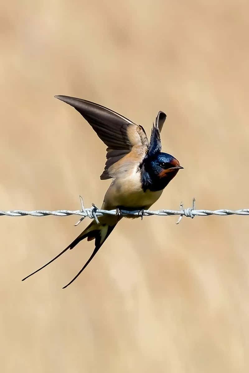 #12 - Barn Swallow: The Acrobat of Summer Skies That's Running Out of Insects (Image Credits: Unsplash)