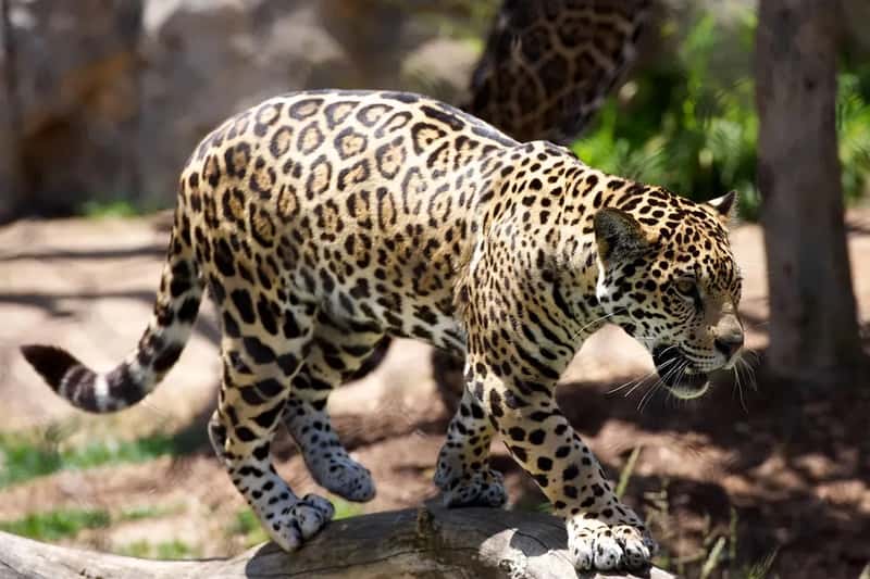 Mistake #3: Getting Too Close to Wildlife (Image Credits: Pixabay)