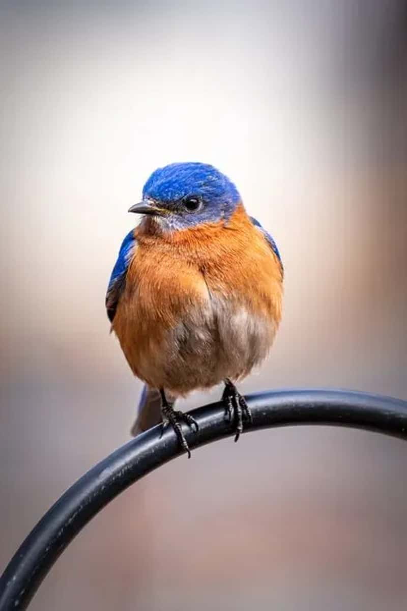 #1 - Add Low Hunting Perches Across Your Open Lawn (Image Credits: Pexels)