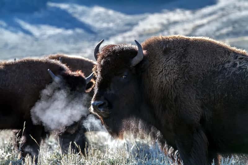 1. Getting too close to bison for a photo (Image Credits: Pixabay)