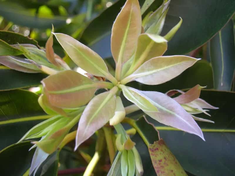 #3 - Read Your Orchid's New Growth Signals Before Moving to Bloom Mode (Starr Environmental, Flickr, CC BY 2.0)