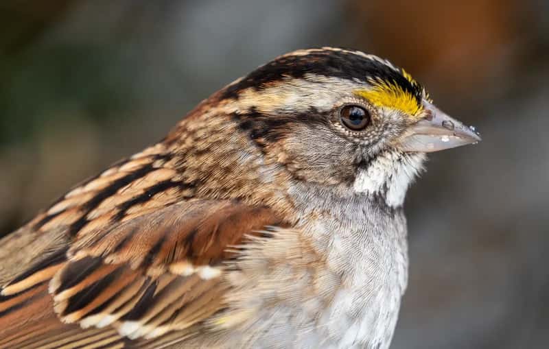 #5 - White-throated Sparrow: The Backyard Singer Nobody Realized Was Slipping Away (By Rhododendrites, CC BY-SA 4.0)
