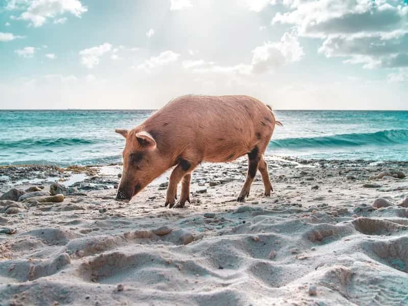 The Deadly Reality Behind the Cute Photos (Image Credits: Unsplash)