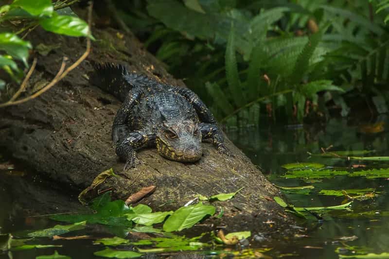 It Is the World's Smallest True Crocodile - and That Changes Everything (fveronesi1, Flickr, CC BY-SA 2.0)