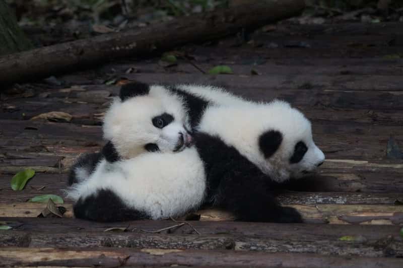 Giant Panda Cubs in Hong Kong and Chengdu (Image Credits: Unsplash)
