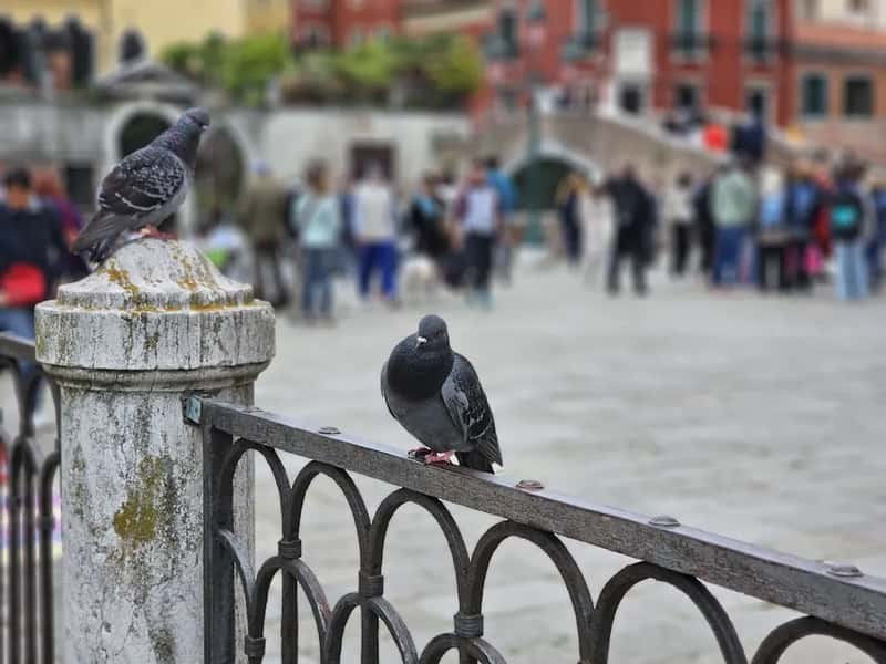 Feeding the pigeons in Venice's piazzas (Image Credits: Unsplash)
