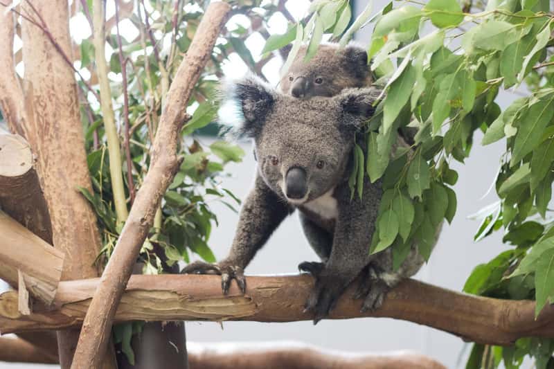 Koala Joeys in Australian Wildlife Parks (Image Credits: Shutterstock)