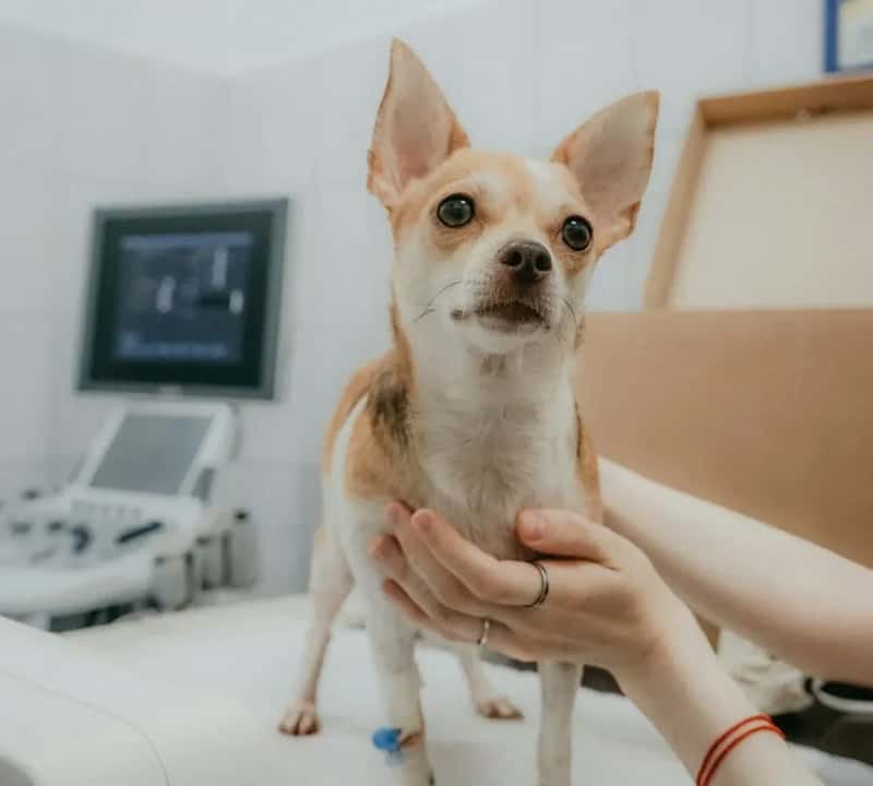 #7 - Your Dog's Medical Records and Vaccination Documents (Image Credits: Unsplash)