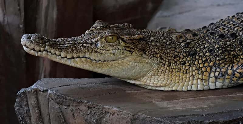 The Gambia's Three Sacred Pools - and the Albino Crocodile People Pray To (Image Credits: Pixabay)