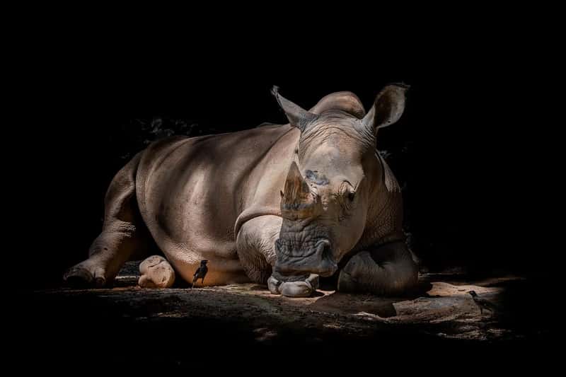 Poaching Has Not Disappeared (Image Credits: Pixabay)