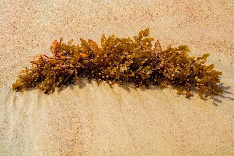 The seaweed problem nobody warns you about (Image Credits: Pexels)