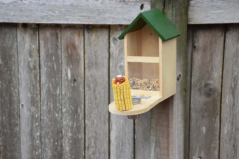 #8 - A Feeder Placed in Full, Blazing Afternoon Sun (Image Credits: Pixabay)