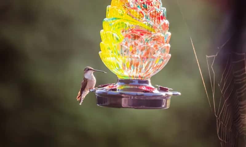 #14 - Hanging the Feeder in Full Direct Sunlight All Day (Image Credits: Pexels)