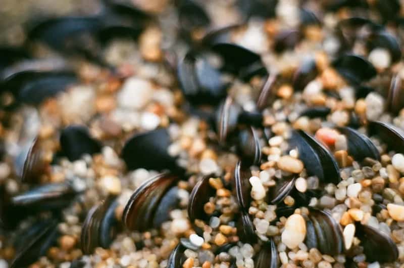 #4 - The Feeder Itself Is Dirty and the Seed Has Molded (Image Credits: Unsplash)