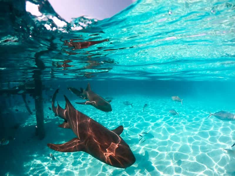 Bahamas: Caribbean Paradise with Caution (Image Credits: Pexels)
