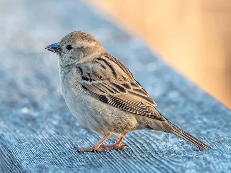 #1 - House Sparrow: The Most Familiar Bird in America Is Quietly Fading (Image Credits: Unsplash)