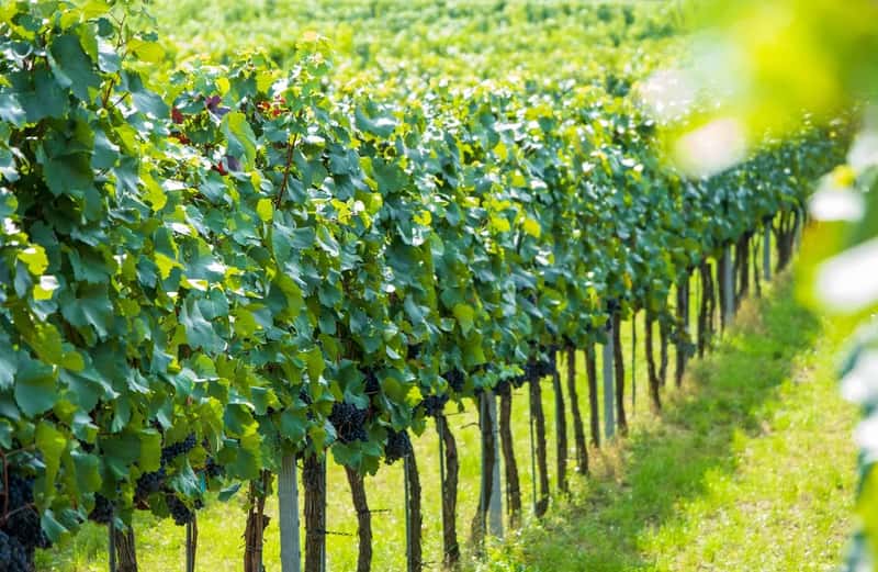 Wachau, Austria (Image Credits: Pixabay)