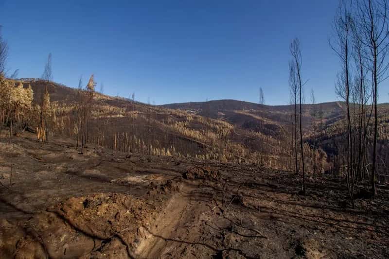 5. The Maui Wildfires Changed Everything (Image Credits: Pexels)