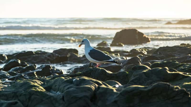 The Atlantic coast: from Newfoundland to the Bay of Fundy (Image Credits: Pixabay)