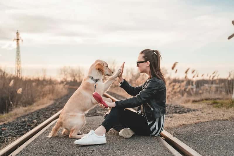6. They check in with their owner more, not less (Image Credits: Unsplash)