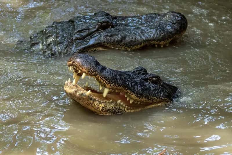 The Science of Why the Crocodiles Actually Don't Attack (Image Credits: Unsplash)