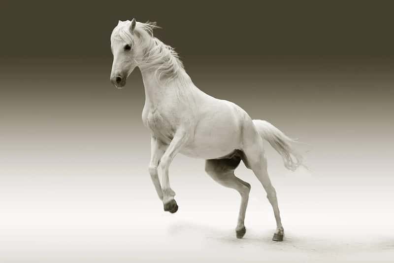 #20 - Diving Horse Shows on the Pier (Image Credits: Pixabay)