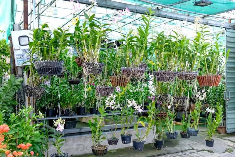 #11 - Ditch the Old Bark and Repot into Fresh Mix (Image Credits: Pexels)