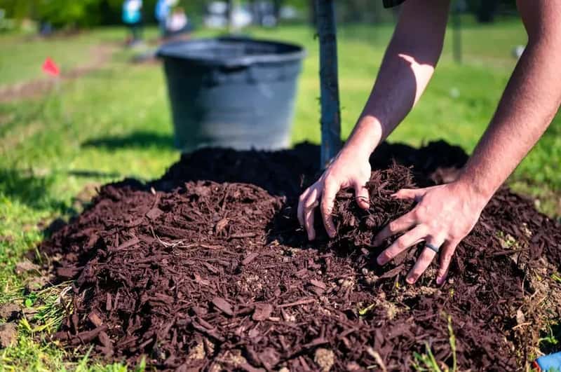 #17 - Time Your Mulching to Kill the Weed Seed Bank (Image Credits: Pexels)