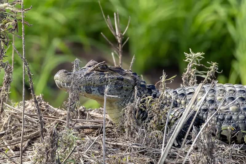 The Mother Guards Her Nest, Then Carries Her Young to Water (Image Credits: Unsplash)