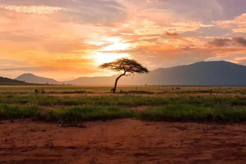 Kenya: Safari Sticker Shock and Poverty Tourism Guilt (Image Credits: Unsplash)