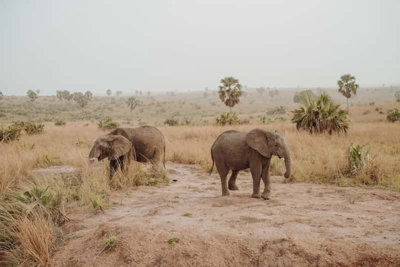 8. Uganda – The African Safari Most Travelers Have Never Considered (Image Credits: Unsplash)