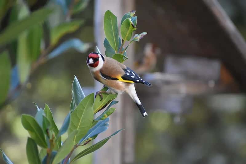 #1 - They Go Pesticide-Free in the Sections of the Garden Goldfinches Use Most (Image Credits: Pixabay)